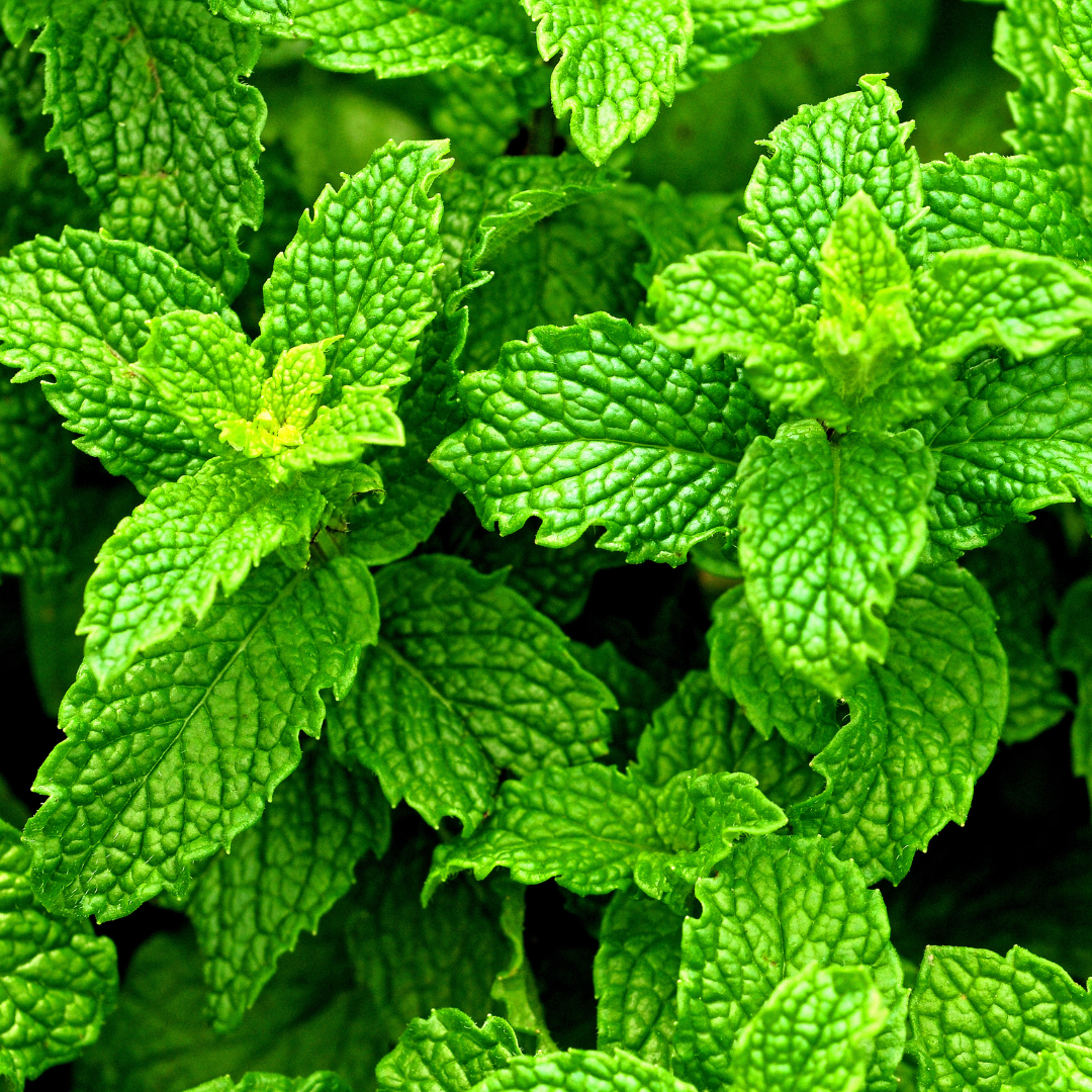 7 Bienfaits  de la Menthe Poivrée pour vos Cheveux